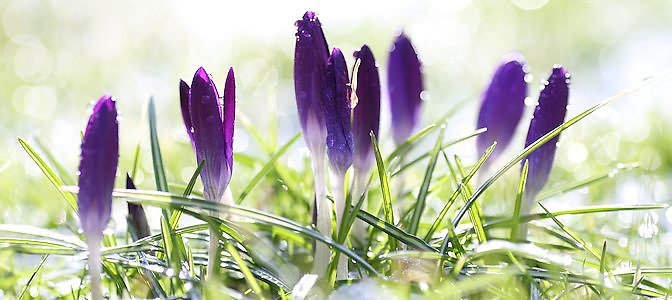 Home. Purple crocus Hero image